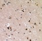 Phospho-p53 (Ser376) Antibody 